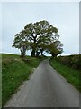 Trees by road to Pennfford