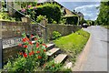 Poppies on Bell Terrace