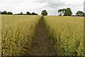 Footpath through the oats