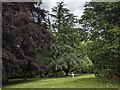 Tree at Kinsham Court