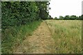 Footpath into Reed