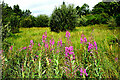 Fireweed plants, Tamlaght / Ballygowan