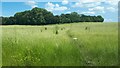 Field east of Crawlboys Road