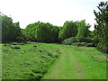 Path into Pond Wood