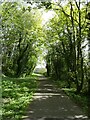 Woodland bounding Severn Way (NCN81) on edge of Newtown