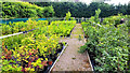 Plant display at Pengethley Garden Centre