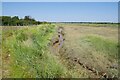 St Osyth Creek Saltmarsh