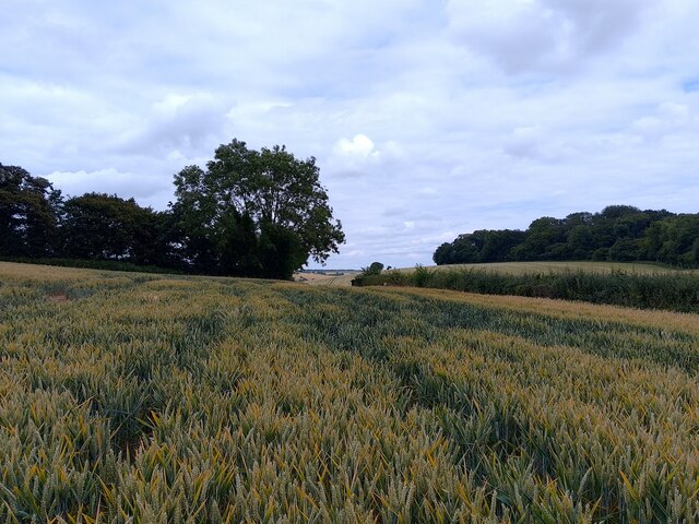 Wheat field tramlines © Oscar Taylor cc-by-sa/2.0 :: Geograph Britain ...