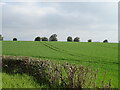 Cereal crop, Wood Green