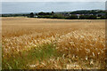 Farmland, Bishops Cannings