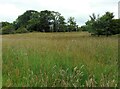 Grassland, Locherwood Community Woodland