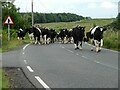 NS3564 : Here come the cows by Richard Sutcliffe