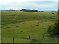 Rough grassland near Ladymuir