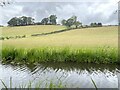 Fields above the Montgomery Canal