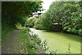 Eutrophic Manchester, Bolton & Bury Canal