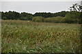 Reeds on the Alde floodplain