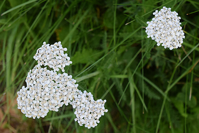 Common yarrow © Kenneth Allen cc-by-sa/2.0 :: Geograph Britain and Ireland