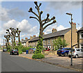 Trees and terraces on Vinery Road