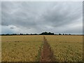 The Cross Britain Way crossing a field of wheat