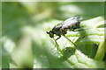 Dolichopus fly, Holmsgarth, Lerwick