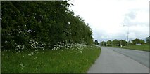 SJ2671 : Wild flowers by NCN5 and Chester Road, Oakenholt by David Smith
