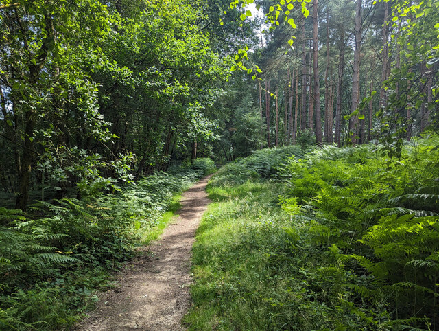 Path in Tilgate Forest © Robin Webster cc-by-sa/2.0 :: Geograph Britain ...