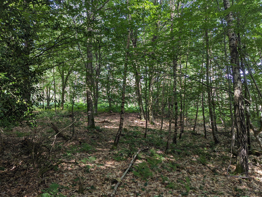 woodland-tilgate-forest-robin-webster-geograph-britain-and-ireland