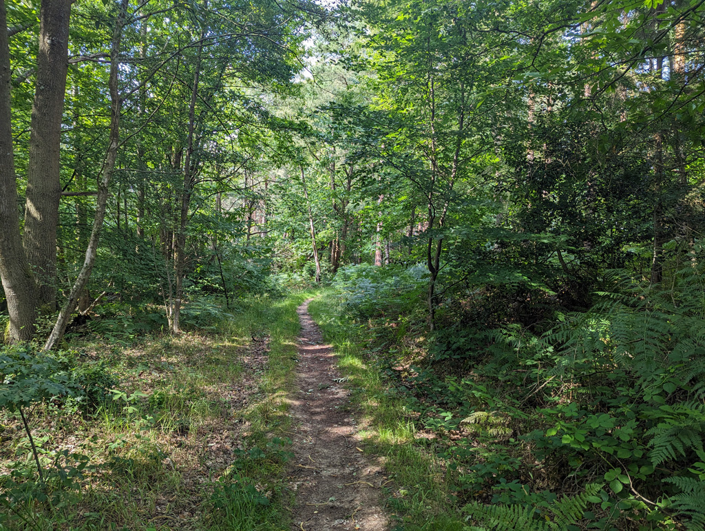 woodland-tilgate-forest-robin-webster-geograph-britain-and-ireland