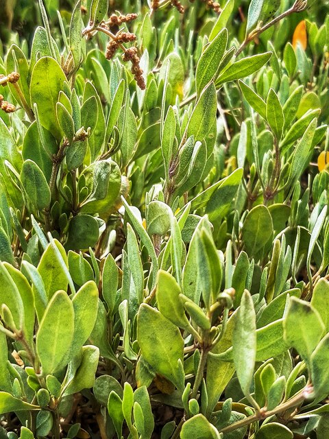 Sea Purslane (Atriplex portulacoides),... © Andrew Curtis :: Geograph ...