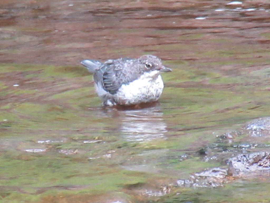 dipper-t-eyre-cc-by-sa-2-0-geograph-britain-and-ireland