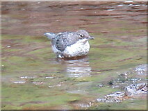 NY8900 : Dipper by T  Eyre
