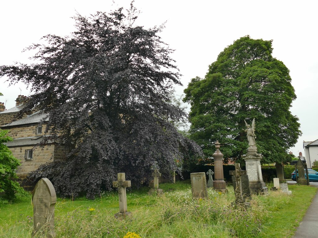 Copper beech tree in St John's... © Stephen Craven ccbysa/2.0