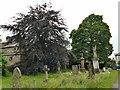 Copper beech tree in St John