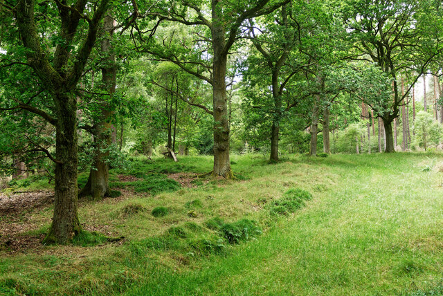 Grass track leading into Linnie Wood © Julian Paren cc-by-sa/2.0 ...