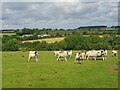 SO9354 : Summer sheep between Upton Snodsbury and Churchill by Jeff Gogarty