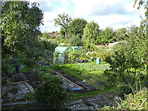 SU4107 : Allotments, Hythe by Robin Webster