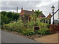 Hollyhocks in Tudor House garden, Broughton Hackett