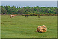 SU2803 : Highland cow and New Forest Ponies by Ian Capper