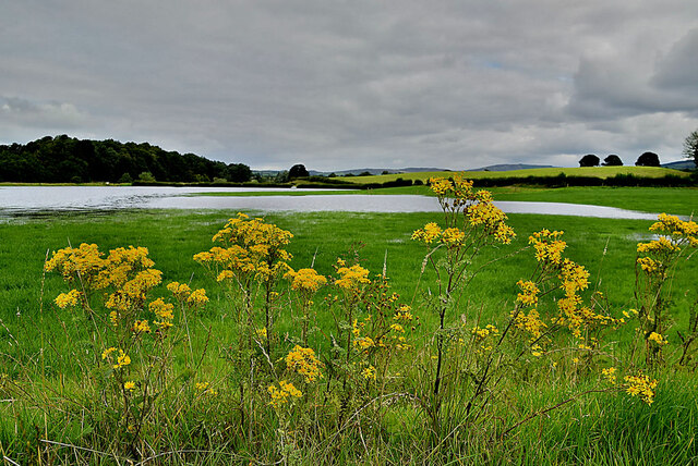 Ragwort, Mountjoy Forest East © Kenneth Allen :: Geograph Britain and ...