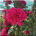 Bougonvillea bloom