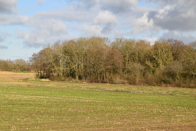 Woodland by Barham Marsh © N Chadwick :: Geograph Britain and Ireland