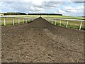 TL6463 : Polytrack racehorse training gallop up Warren Hill, Newmarket by Richard Humphrey