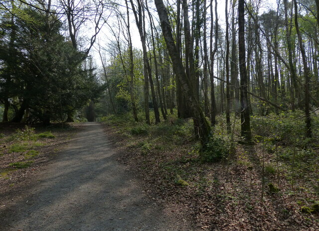 Woodland along the Wales Coast Path
