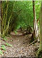 Wadhurst 59 Public Footpath