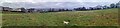 SS9813 : Tiverton : Grassy Field by Lewis Clarke