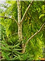 Tree with yellow-green leaves next to Crimble Clough, Slaithwaite