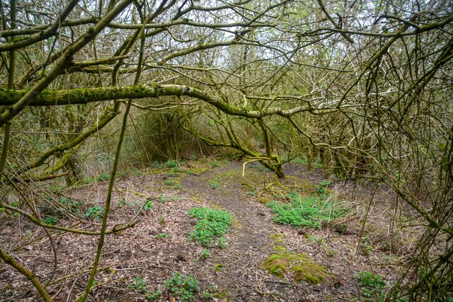 Gloucester : Matson - Woodland © Lewis Clarke cc-by-sa/2.0 :: Geograph ...