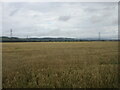 Wheat field in the Carse of Gowrie