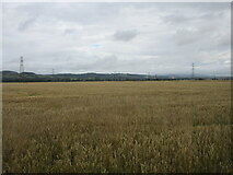 NO2625 : Wheat field in the Carse of Gowrie by Scott Cormie