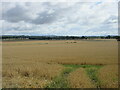 Field of wheat near Kinnaird